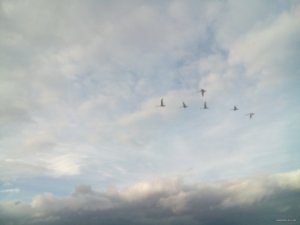 DSC_0308.jpg