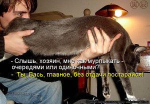 kotomatritsa_DL.jpg