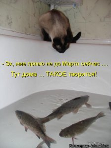 kotomatritsa_iy.jpg