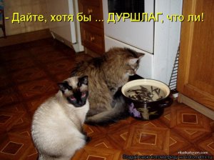 kotomatritsa_s.jpg