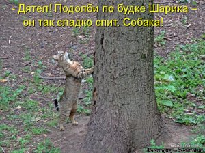 kotomatritsa_T0.jpg