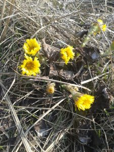 2015-03-22 09.34.23.jpg