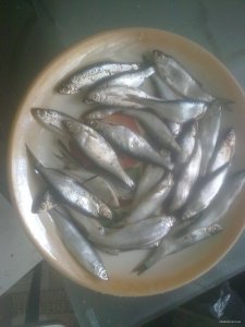14022009980.jpg