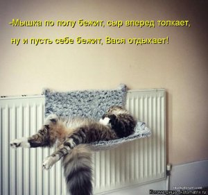 kotomatritsa__.jpg