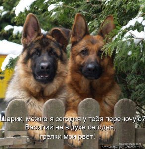 kotomatritsa_k3.jpg