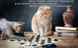kotomatritsa_NV.jpg