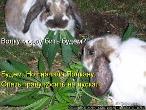 kotomatritsa_q.jpg