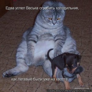 kotomatritsa_GX.jpg