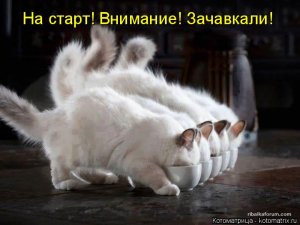 kotomatritsa_s12.jpg
