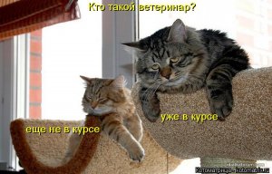 kotomatritsa_S-.jpg