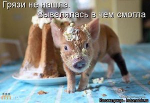 kotomatritsa_UV.jpg