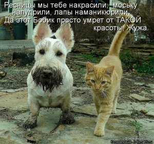 kotomatritsa_wN.jpg