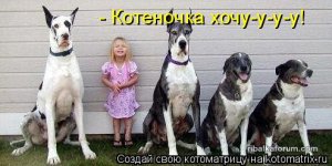 kotomatritsa_zh.jpg