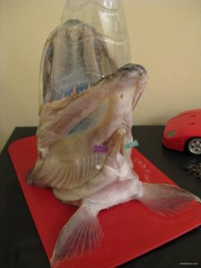 IMG_5997.JPG