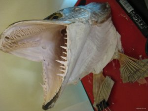 IMG_6001.JPG