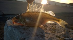 WP_20150405_125.jpg