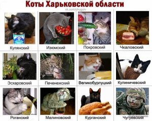 sIB8XKjjolI.jpg