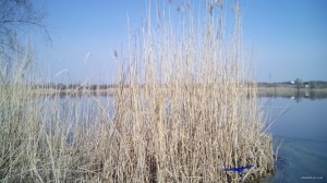 IMG_20150413_095410.jpg