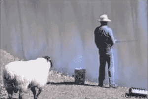 gif-fishing_14.gif
