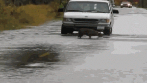 doc298175408_387073191.gif