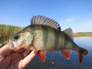 IMG_1905.JPG