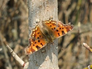 IMG_2279.JPG