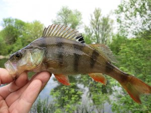 IMG_2468.JPG
