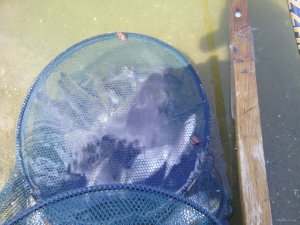 IMG_20150513_130506[1].jpg