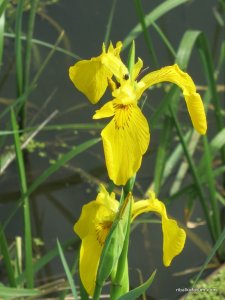 IMG_2620.JPG