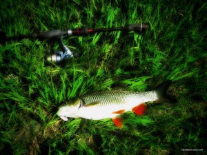 IMG_4662.JPG