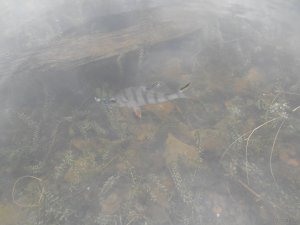 DSCN0885.JPG
