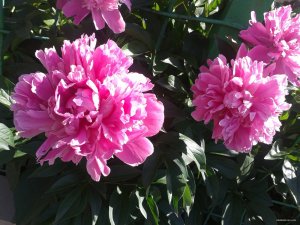 2015-06-01 09.06.57.jpg