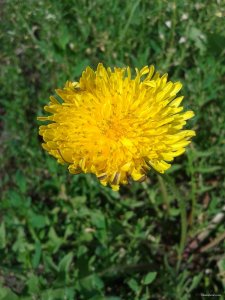 2015-06-01 09.09.57.jpg