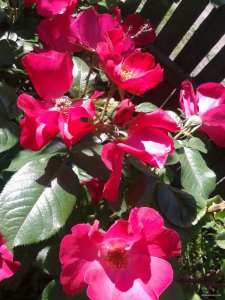 2015-06-01 09.23.38.jpg