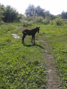 2015-06-01 09.20.22.jpg
