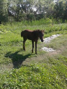 2015-06-01 09.20.37.jpg