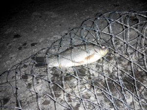 IMG_20150607_030436.jpg