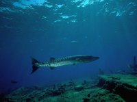 Морские рыбки (7).jpg
