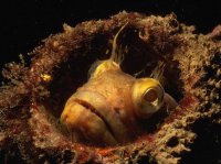 Морские рыбки (8).jpg