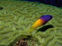 Морские рыбки (10).jpg