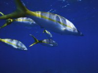 Морские рыбки (14).jpg
