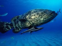 Морские рыбки (17).jpg