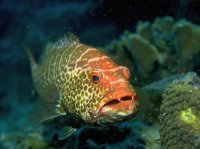 Морские рыбки (18).jpg