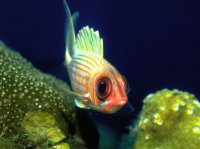 Морские рыбки (20).jpg