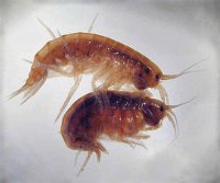 300px-Gammarus_casal-b.jpg