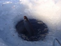 Основа 30.01.2011г. (3).jpg