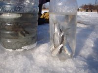 Основа 30.01.2011г. (8).jpg