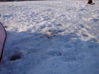 Основа 30.01.2011г. (9).jpg