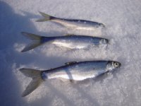 Основа 30.01.2011г. (11).jpg