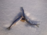 Основа 30.01.2011г. (14).jpg